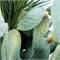 Biologische Cactusvijg Zaadolie voor een stralende huid en glanzend haar La Jeannette