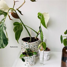 Bio katoenen Baski Plantenkleding Maat S