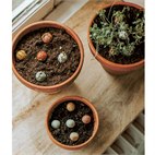 Ik vind je lief - Gift Box met Bio Bloembommetjes Blossombs