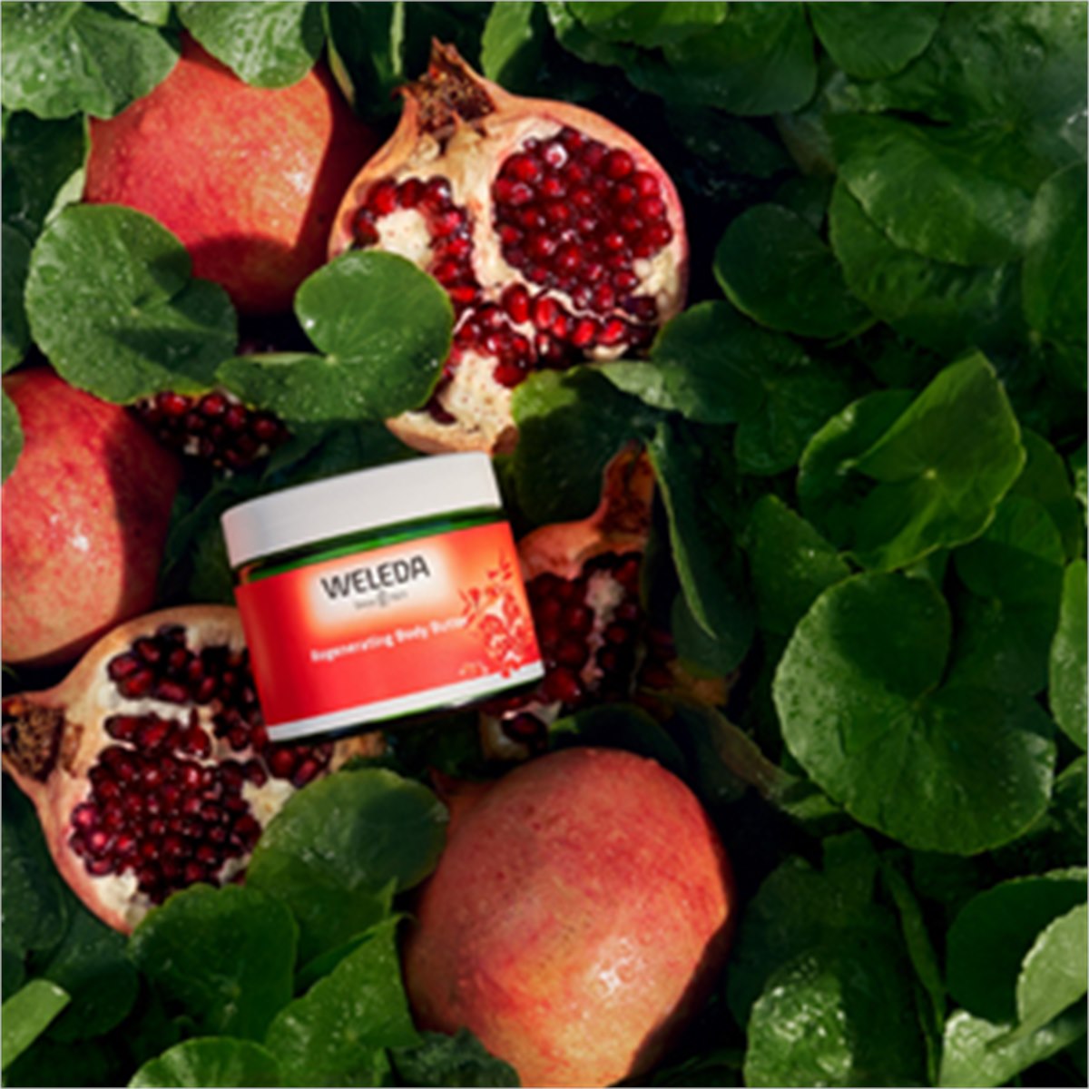 Verstevigende Bodybutter Granaatappel 150 Ml Weleda Verstevigt En Beschermt Verstevigende Bodybutter Granaatappel 150 Ml Weleda Verstevigt En Beschermt