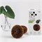 Schuursponsjes van kokosnootschillen 2 stuks plasticvrij Ecococonut