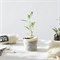 Biologisch Afbreekbaar Plantenpotje 10 Stuks Wool Pots