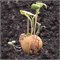 Grow Kit met 6 Bio Zaadbommetjes Blossombs