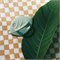 Fopspeen Natuurrubber Blad 2 Stuks Groen Oli&Carol